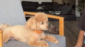 Один ДЕНЬ с МОЕЙ СОБАКОЙ 🐶