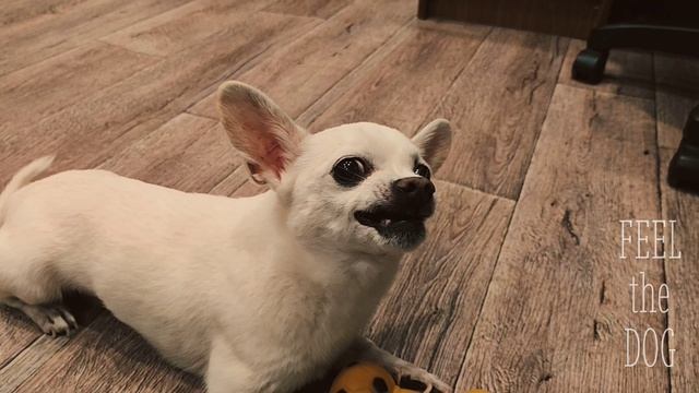 FEEL the DOG
Фил Чих Клип
хочувконфетку