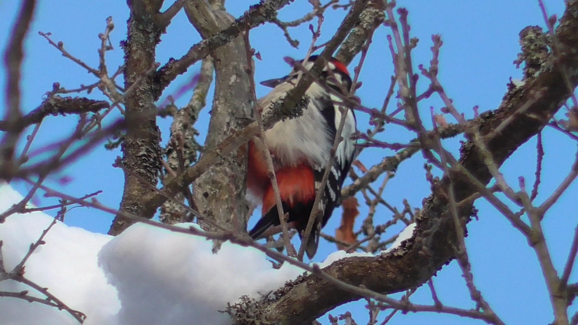 Барабанная дробь дятла в январе
