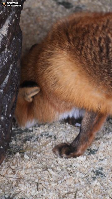 Лисица Джинджер сделала нычку с мясом. Ленинградский зоопарк