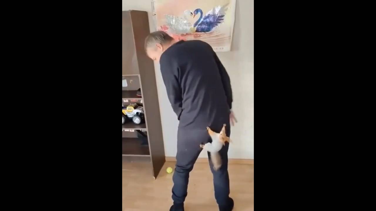 #смешныевидео -826 смотреть онлайн