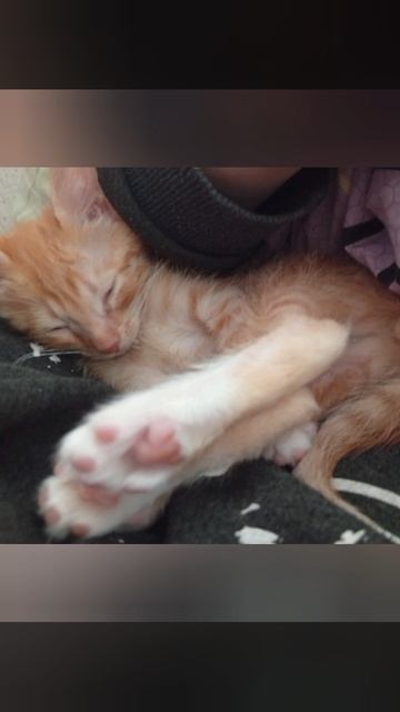 Моменты из жизни Персика