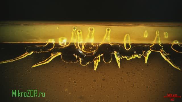 Космос в яичном желтке. Протуберанцы из холодильника