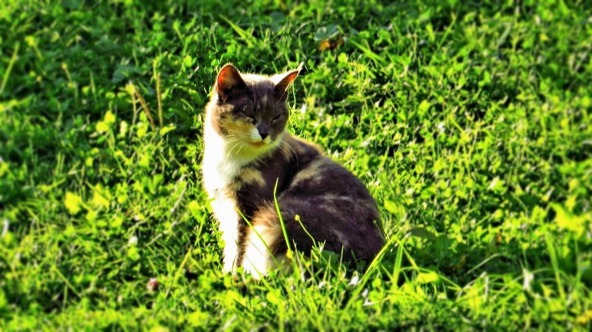 Буся на прогулке смотреть онлайн