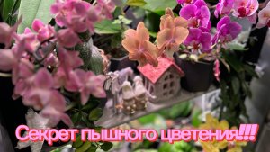 СТИМУЛИРУЮ орхидеи на ЦВЕТЕНИЕ 🧚♀️💦 ✨💫 #орхидеи