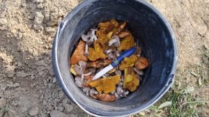 ФЕОДОСИЯ Крым Я ушел один в лес За Грибами Осень Тепе-оба Горный хребет 2 ч Вся ПРАВДА