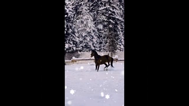 лошадиный зимний вайб смотреть онлайн