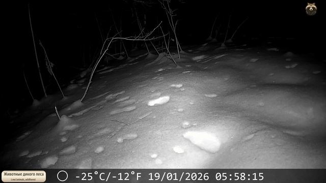 Скорей всего это была лиса. Но может быть не только она там ходила ...