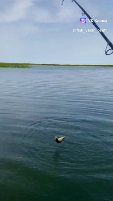 Отличная ловля "в отвес" - практикуете такое? смотреть онлайн