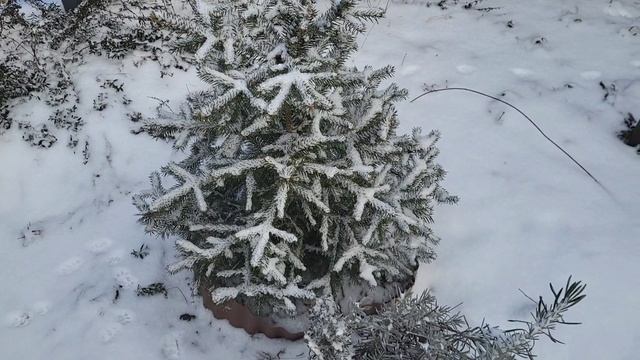 01 февраля, как зимуют годовалые черенки роз, показываю перепелок, кашпо зимнее