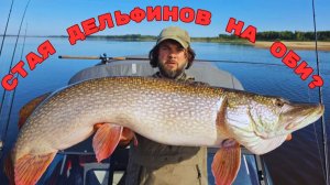 Трофейный концентрат. Ищем СТАЮ ТРОФЕЙНЫХ ЩУК на Оби.