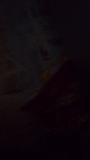 мои коты мои коты