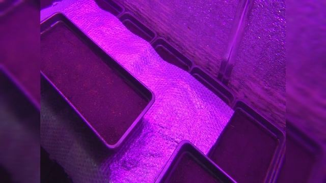 Посев семян табака 2026 Посев семян табака 2026