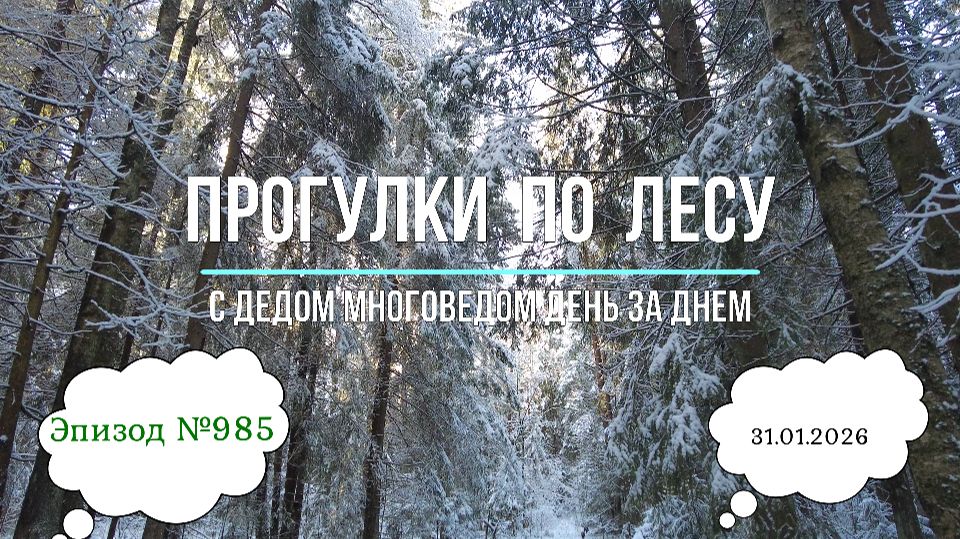 Прогулки по лесу. День за днем с дедом Многоведом. 31 января 2026г. Эпизод 985. смотреть онлайн
