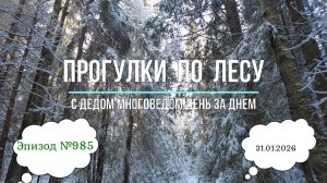 Прогулки по лесу. День за днем с дедом Многоведом. 31 января 2026г. Эпизод 985.