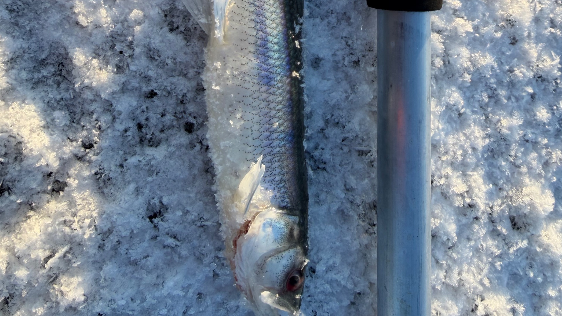 copy_42AAF27A-5F16-4C07-8CA0-CECEBAC69FA9