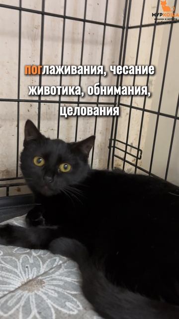 Поррима ждёт вас в приюте #Муркоша смотреть онлайн