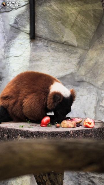 Красный лемур вари обедает. Ленинградский зоопарк