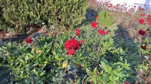 КРЫМ с первым Снегом Я заболел купаюсь на Море Открытие Новогодней Ёлки Феодосия