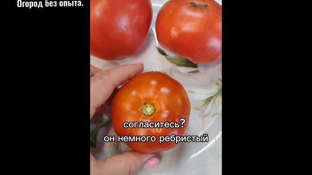 Томат, за которым не нужен уход. Посадил и забыл. Непасынкующийся каротиновый.