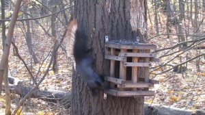 Чёрная белка