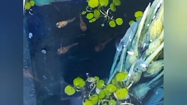 и опять прибавление меченосцев и опять прибавление меченосцев