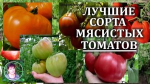 Обзор сортов крупноплодных помидоров. Лучшие сорта мясистых томатов