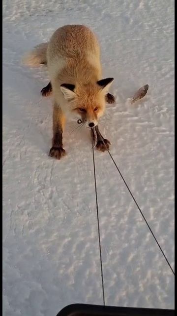 лиса на рыбалке #рыбалка #отдых #досуг #река #волга #радость #долгаяжизнь #ферма