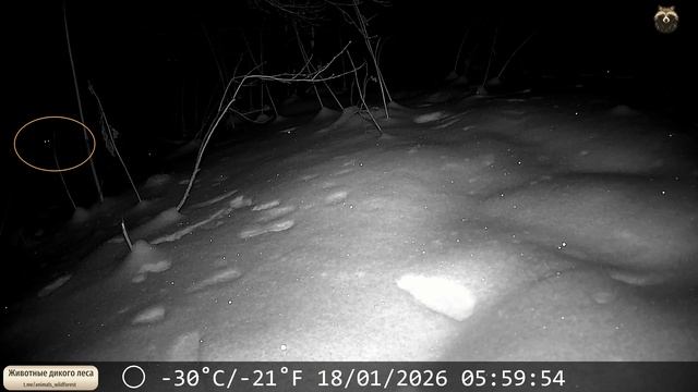 Показался ночной хищник. Но не очень ясно кто это ...