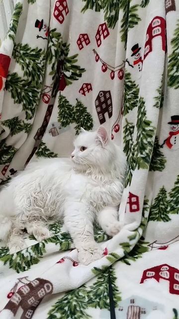 3 месяца жил в подвале,только сегодня получилось поймать, Скупан ,обработан от паразитов Нужна помощ