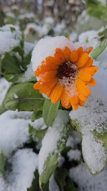 🏵❄️🌿 🏵❄️🌿