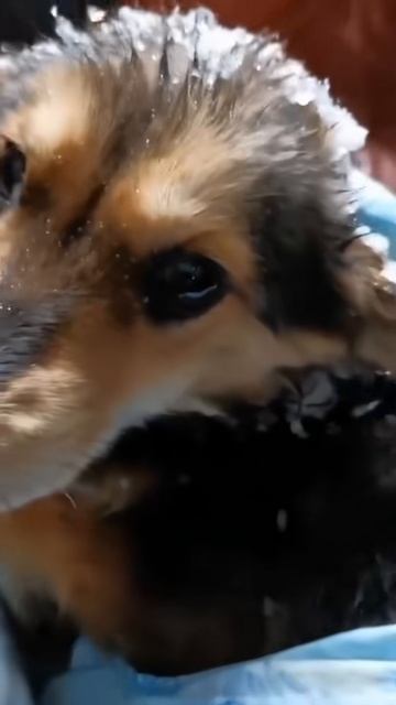 Собаку отогрел и накормил смотреть онлайн