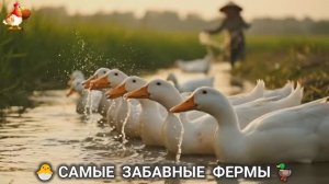 Веселые фермы и выращивание птиц, животных и растений (17)