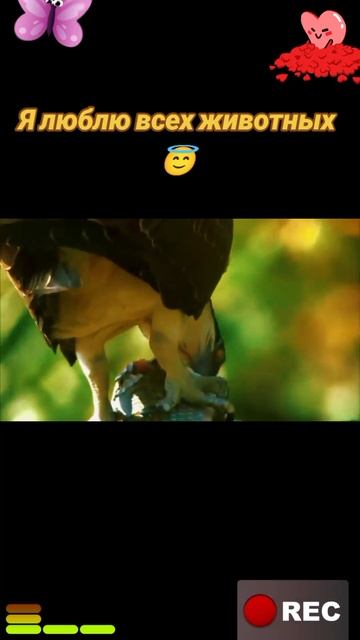Я люблю всех животных😇 смотреть онлайн