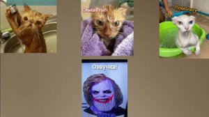 СМЕШНЫЕ КОТЫ ОЗВУЧКА!