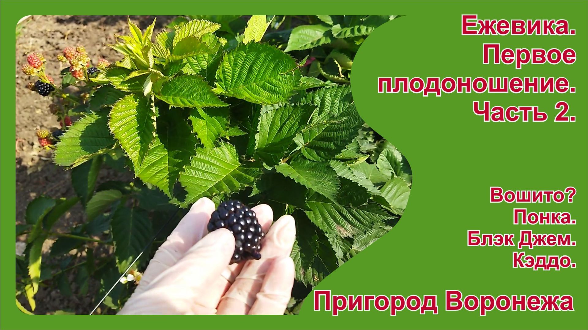 Ежевика. Первое плодоношение. Пригород Воронежа. Часть 2 Ежевика. Первое плодоношение. Пригород Воронежа. Часть 2