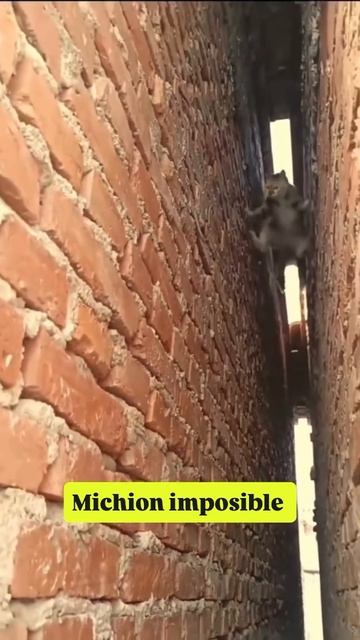 Миссия котовозможна смотреть онлайн