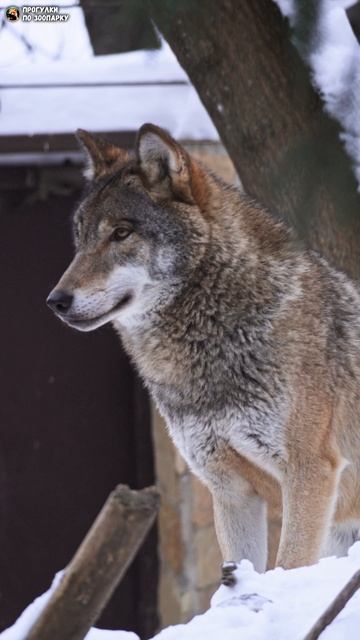Волки на холме. Ленинградский зоопарк