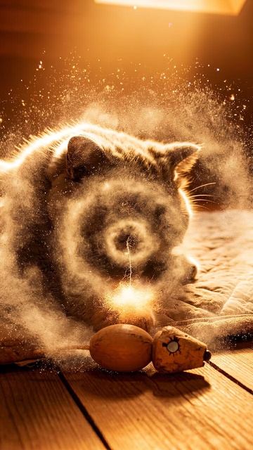 Pawprint / Отпечаток лапы #shorts #cat #веселыекоты #kitten #прикольныекоты #cute #видосыоткота смотреть онлайн