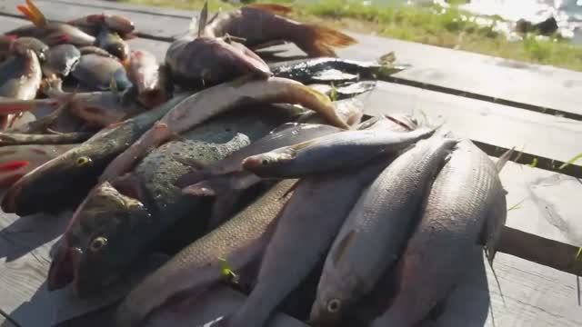 Рыболовные туры Рыболовные туры