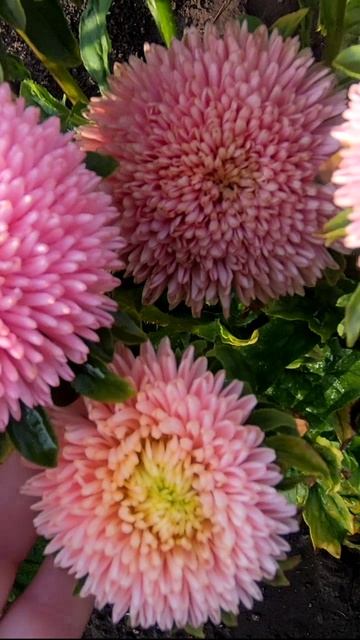 Хризантеллы это астры или хризантемы? Хризантеллы это астры или хризантемы?