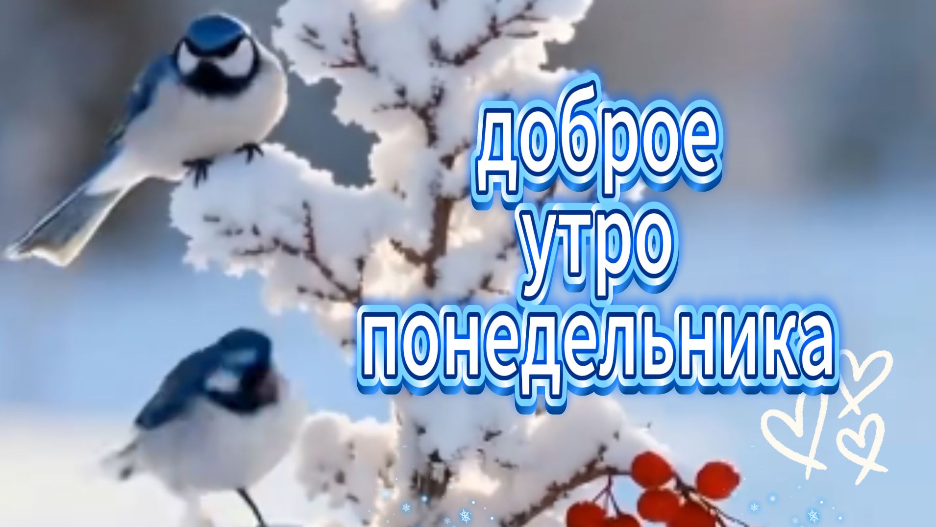 доброе утро понедельника видеооткрытки 