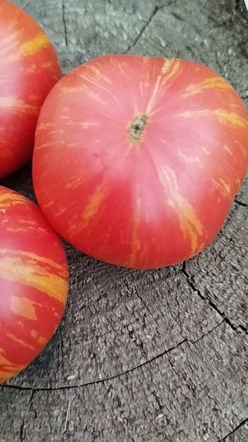 Томат гном Конфетти 🍅🍅🍅 Томат гном Конфетти 🍅🍅🍅