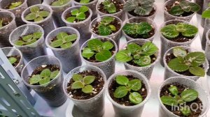 Обзор на сеянцы глоксиний нам 2 месяца почти 🌹💕🥰🔤💝🍀 80 малышей получилось 😇🧚♂🌱🌿#глоксиния