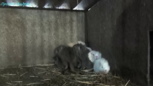 Нутрия про Зубы и снова морозы