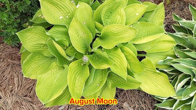 хоста August Moon в коллекции моего сада