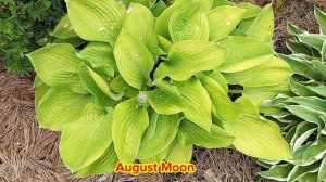 хоста August Moon в коллекции моего сада