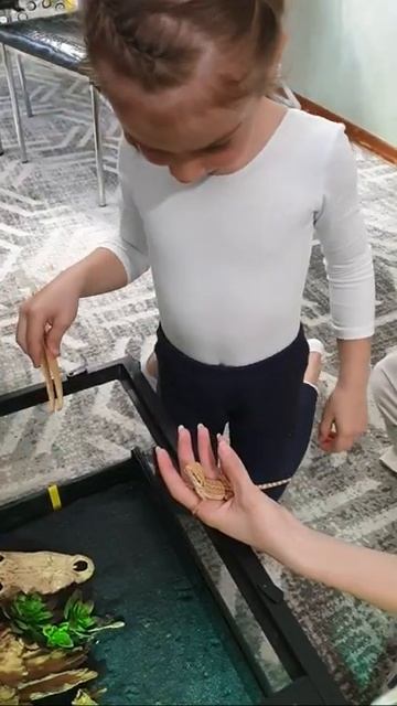 Бородатая агама ест сверчков смотреть онлайн