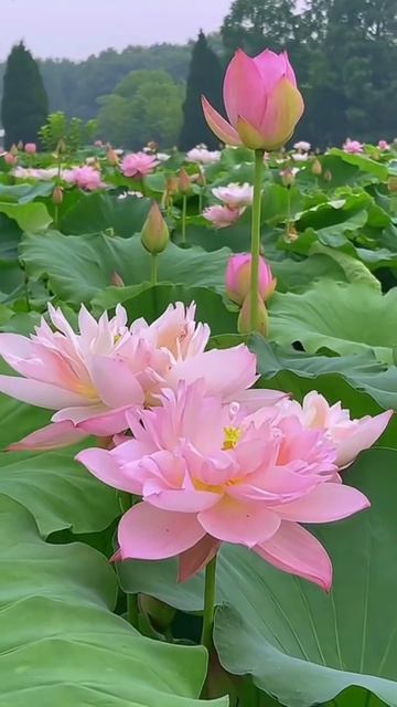🪷 Цветущие лотосы — нежность и красота природы