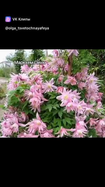 Княжики, клематисы Княжики, клематисы